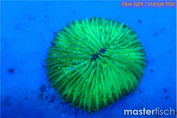 Fungia green 2-3 cm