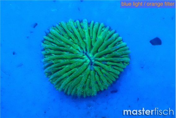 Fungia green 1-2 cm