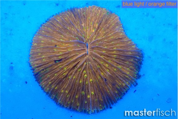 Fungia sunset gold 4-6 cm