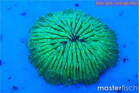Fungia green 2-4 cm