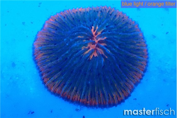 Fungia pink red flash 4-5 cm