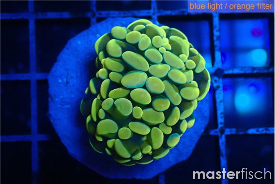 Euphyllia paraancora gold purple 3-5 cm