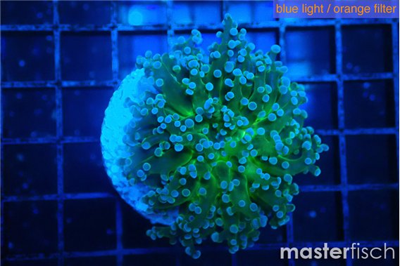 Euphyllia paradivisa green sunset 4-6 cm