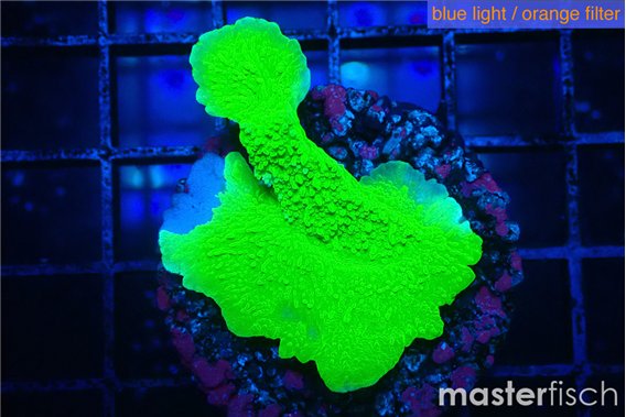 Montipora green cap 3-4 cm