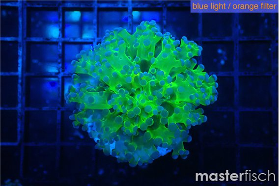Euphyllia yayaemaensis green & purple tip 3-5 cm
