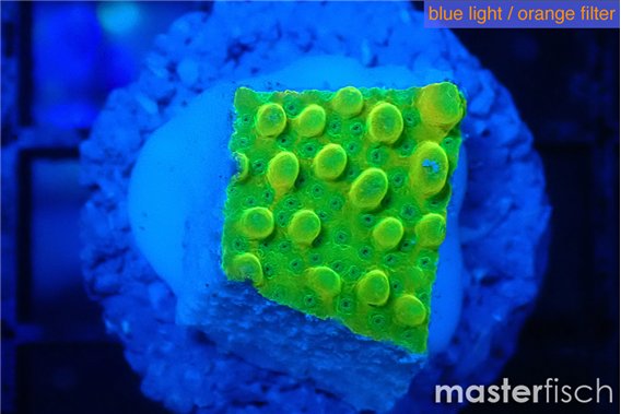 Montipora kungpao phoenix 1-2 cm