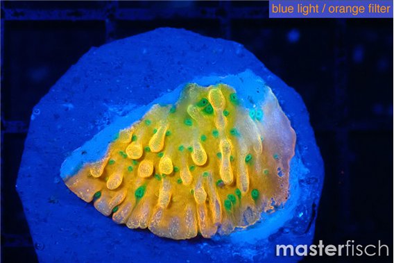 Montipora kungpao phoenix 2-3 cm