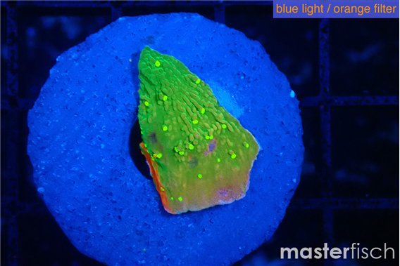Montipora sun graphted 1-2 cm