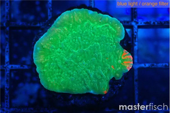 Montipora graphted 2-3 cm
