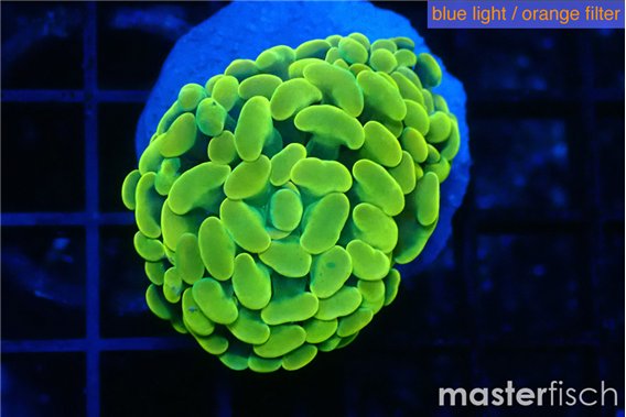 Euphyllia paraancora green gold 2-4 cm