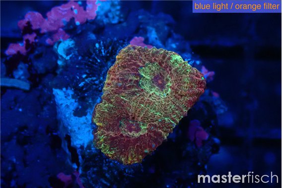 Favia red golden 1-2 cm