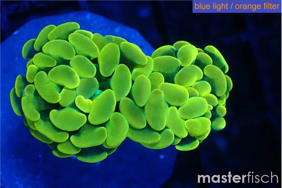 Euphyllia paraancora green gold 3-5 cm