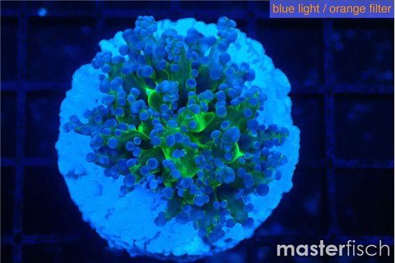 Euphyllia paradivisa green sunset 3-6 cm