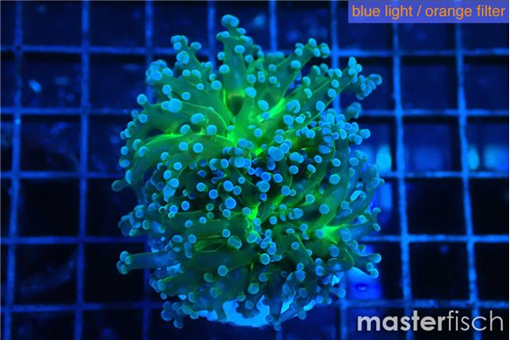 Euphyllia yayaemaensis green & purple tip 4-7 cm