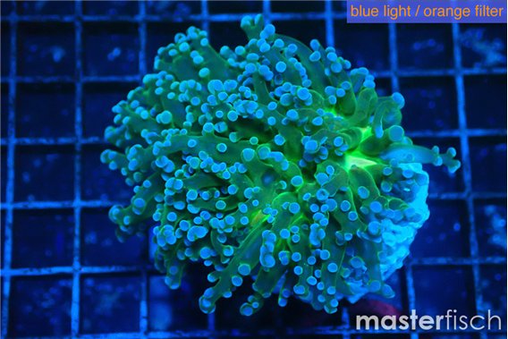 Euphyllia paradivisa green sunset 4-7 cm