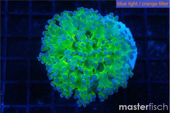 Euphyllia paradivisa green purple 4-6 cm