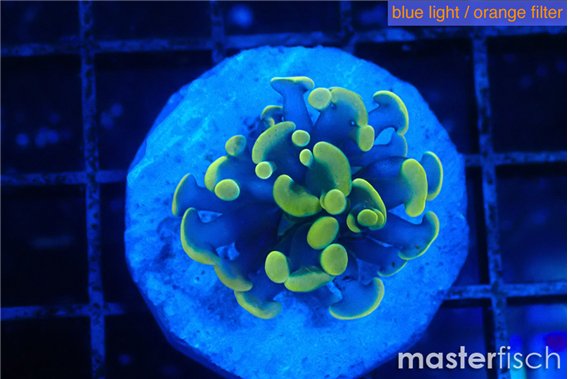 Euphyllia paraancora green gold 2-3 cm