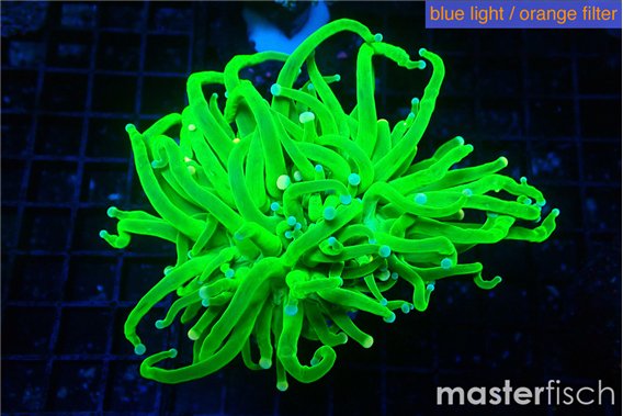 Euphyllia grabrescens ufo 4-7 cm