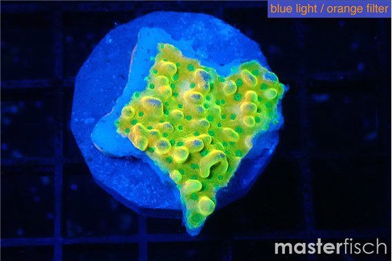 Montipora kungpao phoenix frag 2-3 cm