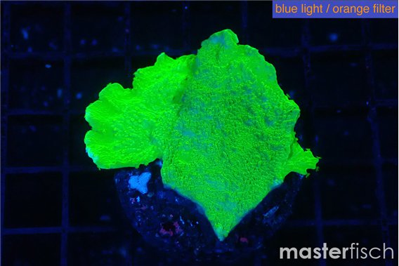 Montipora green cap 2-4 cm