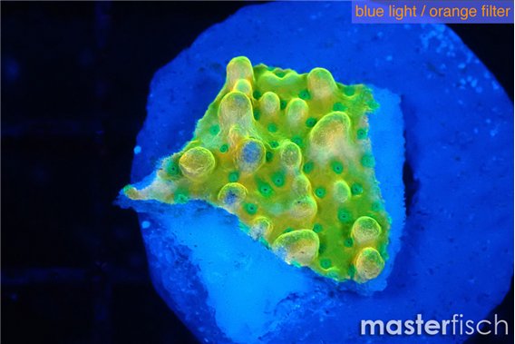 Montipora kungpao phoenix frag 1-2 cm