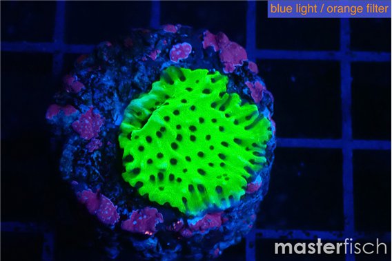 Montipora green 1-2 cm
