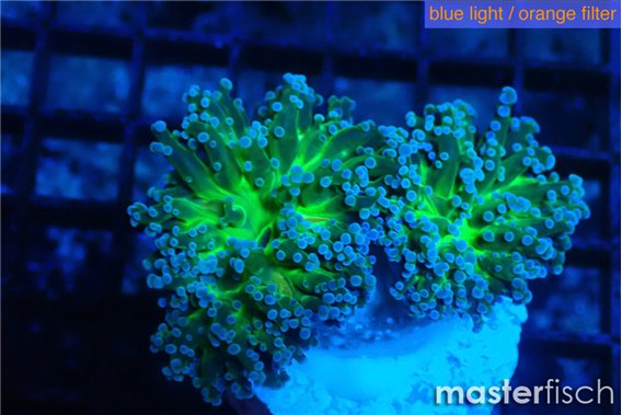 Euphyllia paradivisa green sunset 6-9 cm