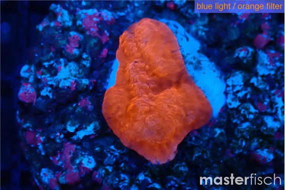Montipora red cap 2-3 cm