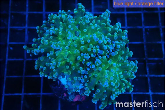 Euphyllia paradivisa green sunset 5-8 cm