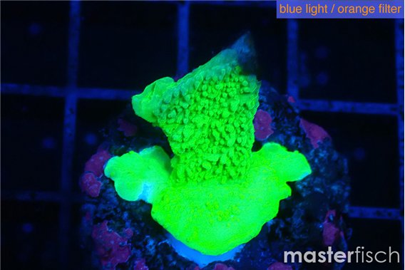 Montipora green cap 2-3 cm