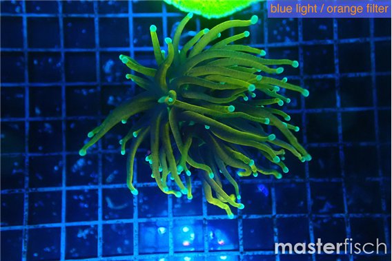 Euphyllia glabrescens hell fire 4-7 cm