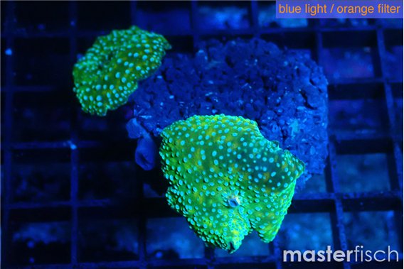 Discosoma green & blue spot 2 polyps