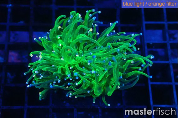 Euphyllia glabrescens green & pink tip 4-7 cm