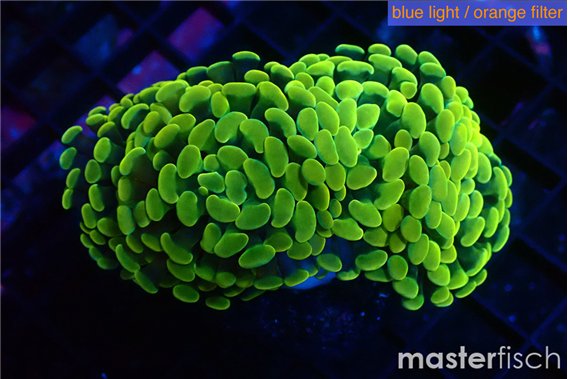 Euphyllia paraancora golden 4-7 cm
