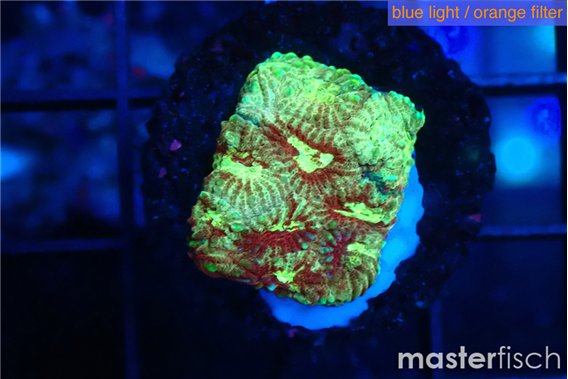 Favia red green 1-3 cm