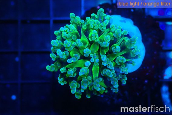Euphyllia yayaemaensis green 3-5 cm
