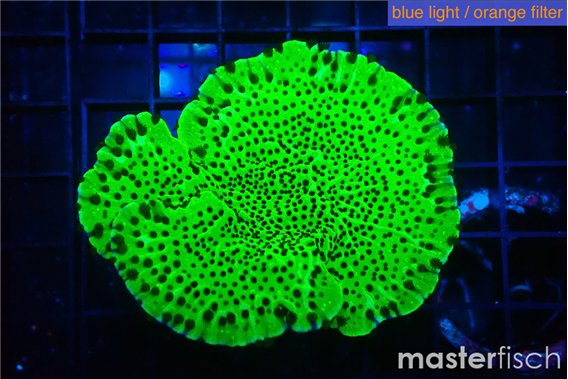 Montipora green 4-6 cm