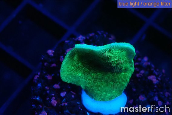 Pavona cactus green 1-3 cm