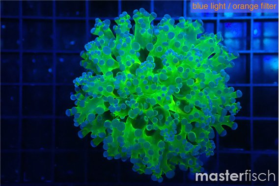 Euphyllia paradivisa green purple 4-7 cm