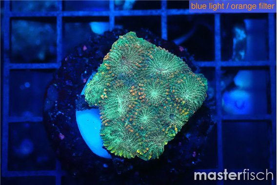 Favia sunset 2-3 cm