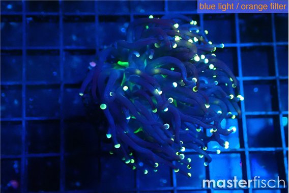 Euphyllia glabrescens joker golden tip 3-6 cm