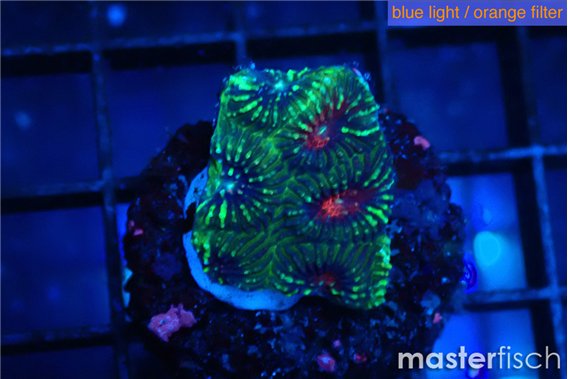 Favia green monster 2-3 cm