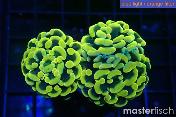Euphyllia paraancora green gold 3-6 cm