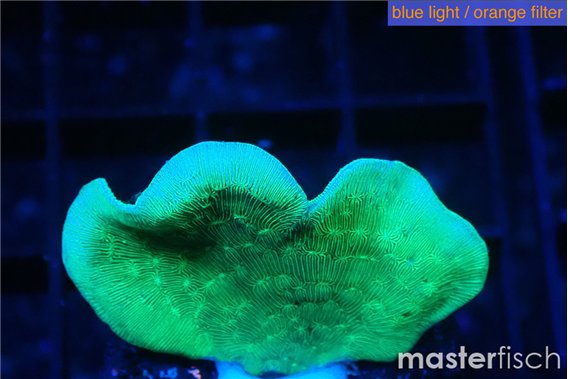 Pavona cactus green 2-3 cm
