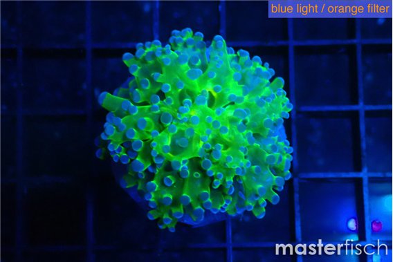 Euphyllia paradivisa green purple 3-6 cm