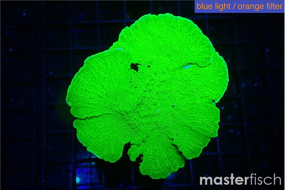 Montipora green cap 3-5 cm