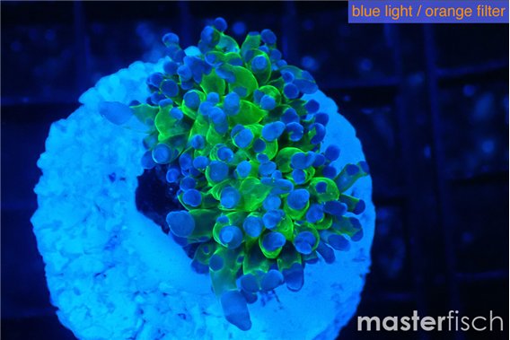 Euphyllia paradivisa green purple 3-5 cm