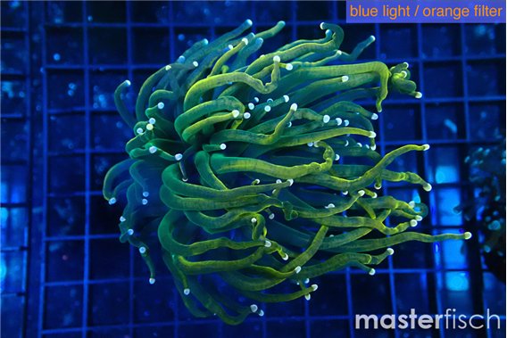 Euphyllia glabrescen green gold pink tip 5-7 cm