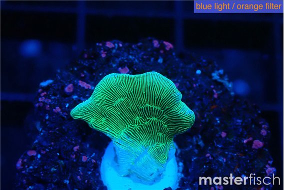 Pavona cactus green 1-2 cm