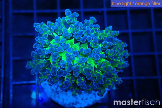 Euphyllia yayaemaensis green 4-6 cm
